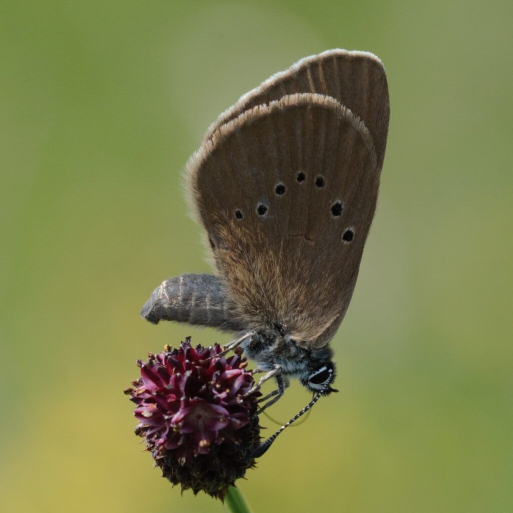 Dunkler Wiesenknopf-Ameisenbläuling -Phengaris nausithous