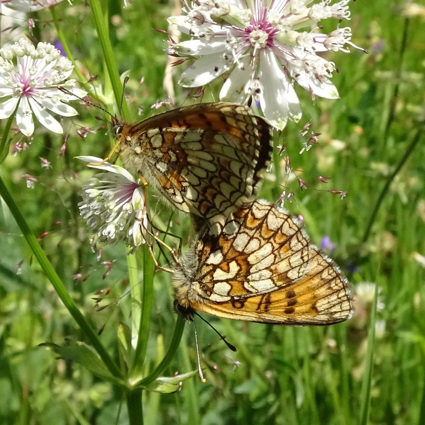 Flockenblumen-Scheckenfalter - Melitaea_phoebe