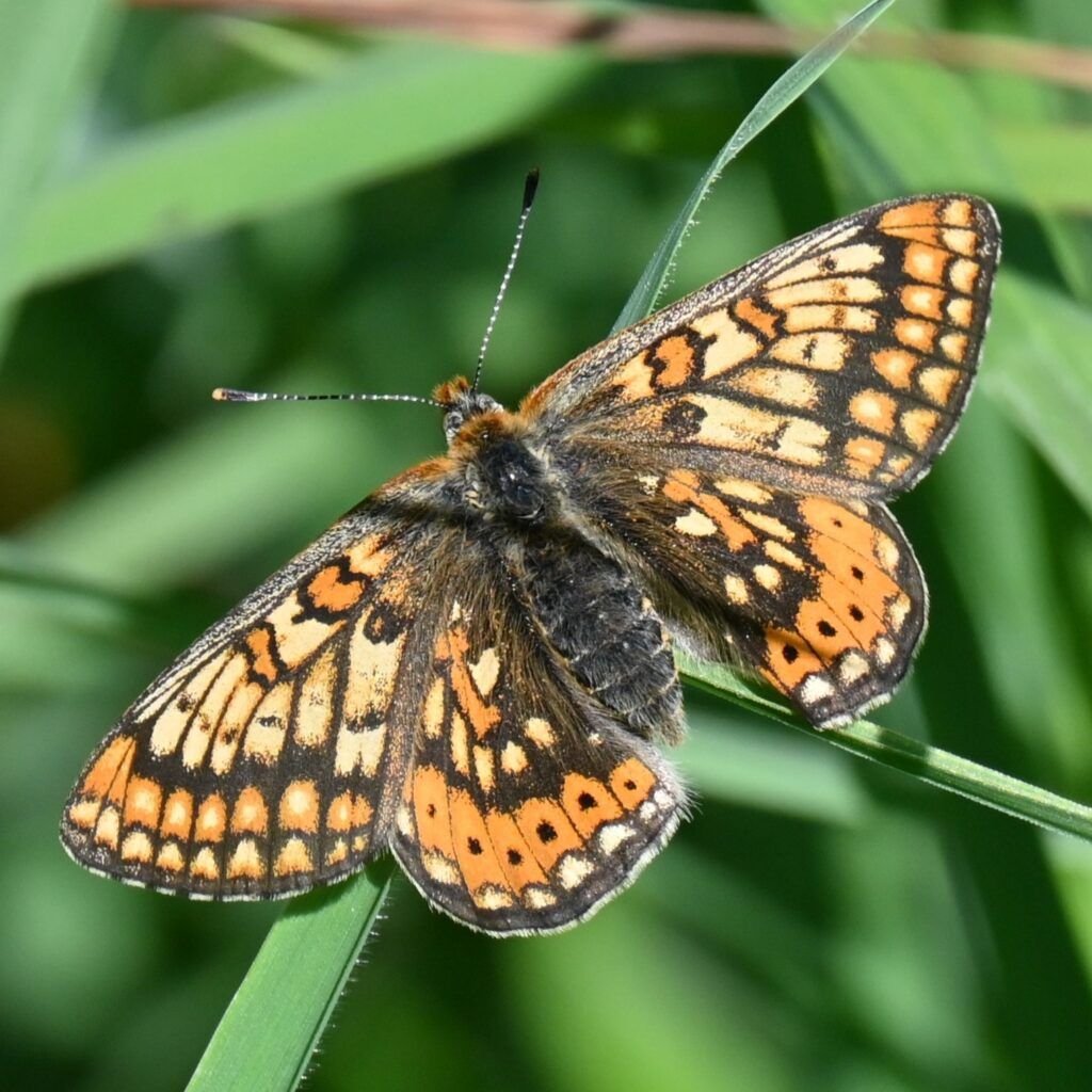 Goldener Scheckenfalter - Euphydryas aurinia