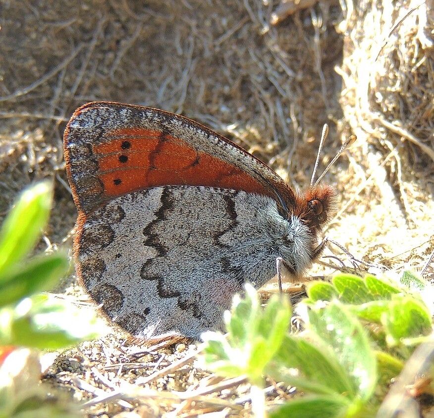 Graubrauner Mohrenfalter  - Erebia pandrose 