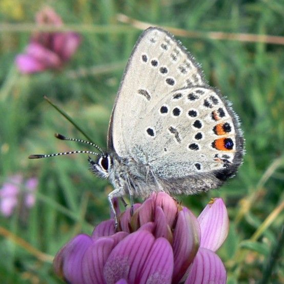 Hochmoor-Bläuling - Agriades optilete