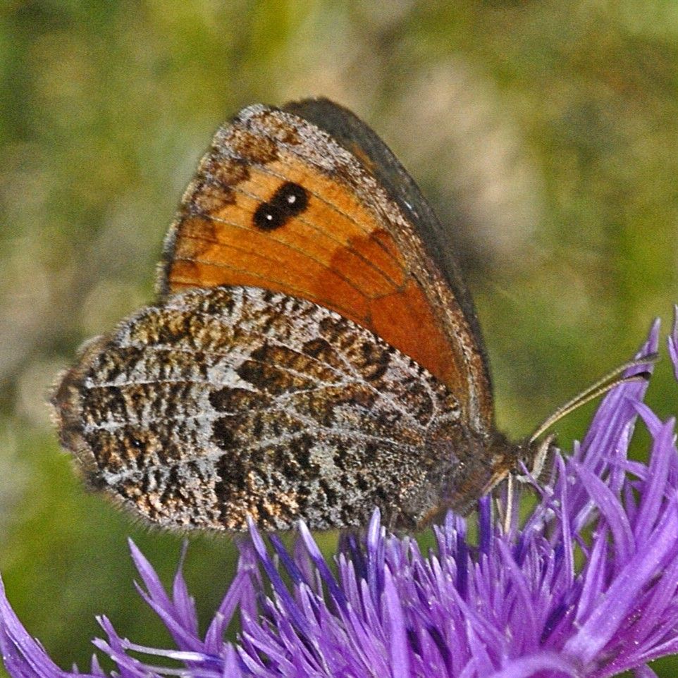 Marmorierter Mohrenfalter - Erebia montana