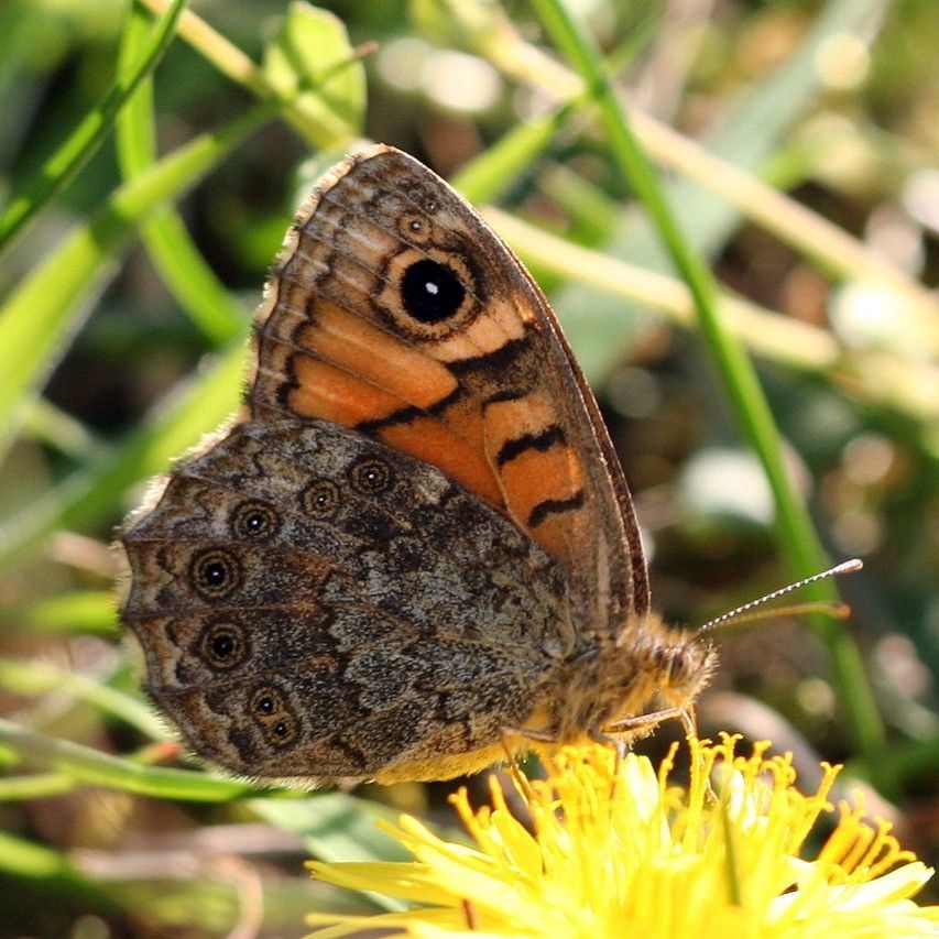 Mauerfuchs - Lasiommata megera
