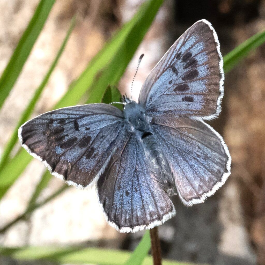 Quendel-Ameisenbläuling - Phengaris arion