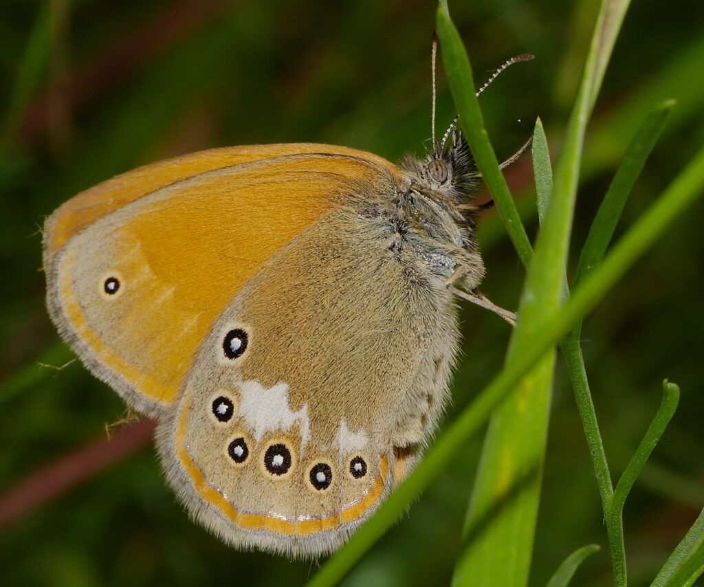 Rotbraunes Wiesenvoegelchen - Coenonympha glycerion