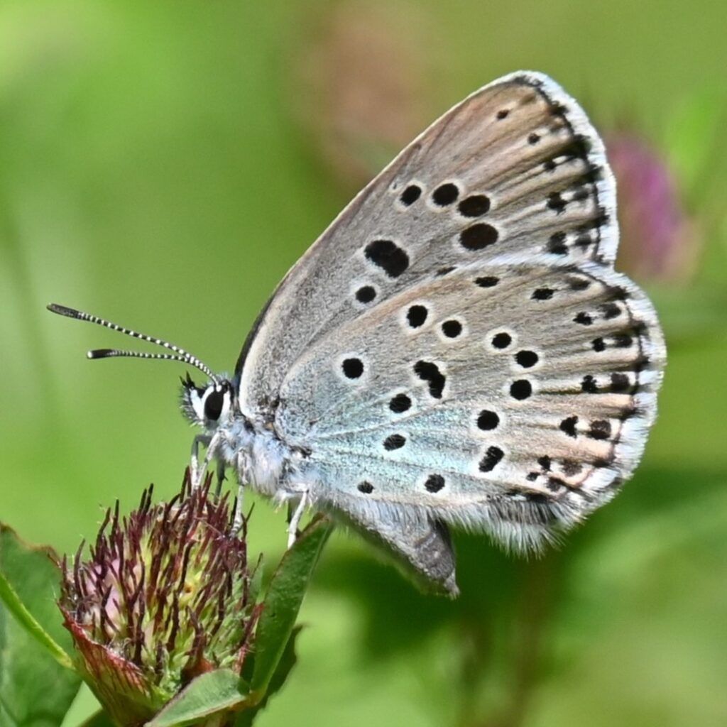 Quendel-Ameisenbläuling - Phengaris arion