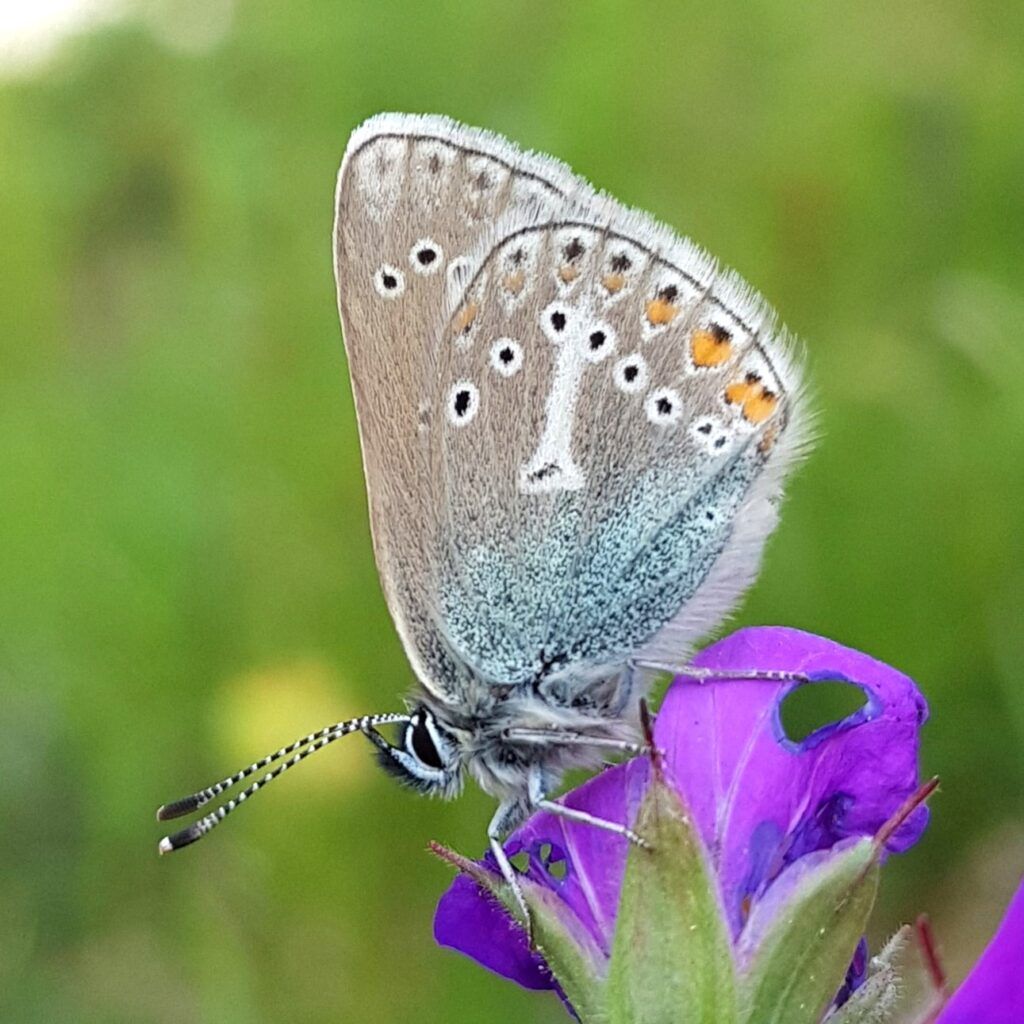 Storchschnabel-Bläuling - Eumedonia eumedon