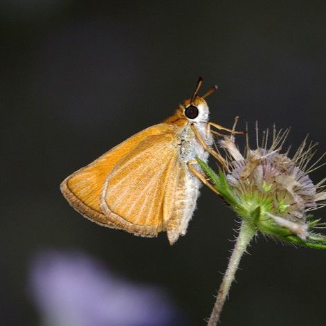 Mattscheckiger Braun-Dickkopffalter - Thymelicus acteon