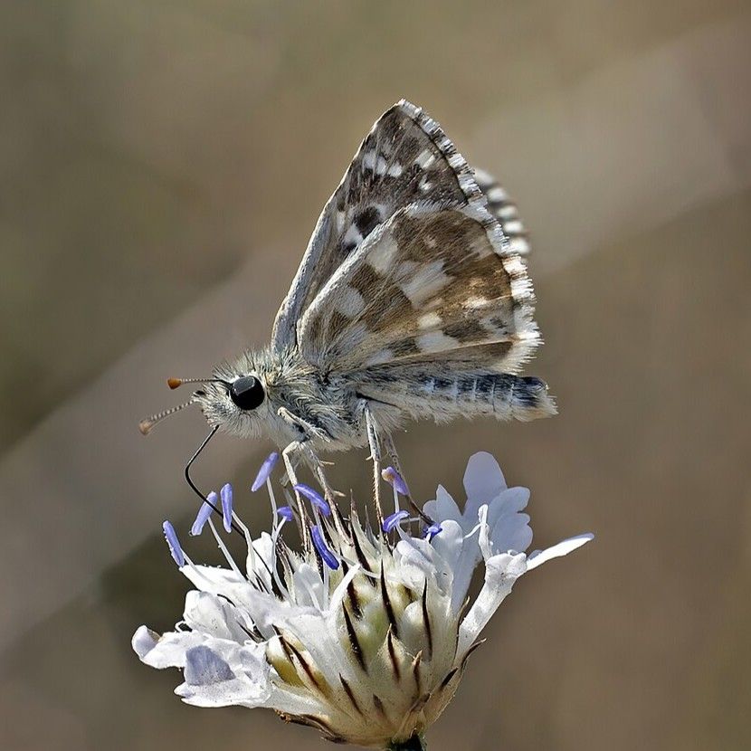 Zweibrütiger Würfel-Dickkopffalter - Pyrgus armoricanus