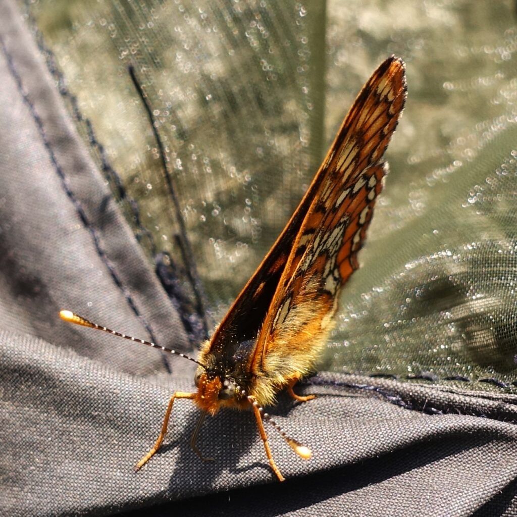 Alpen-Maivogel - Euphydryas intermedia