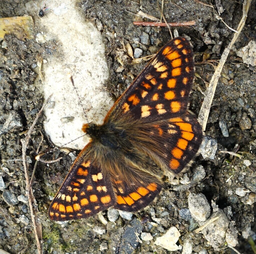Alpen-Maivogel - Euphydryas intermedia