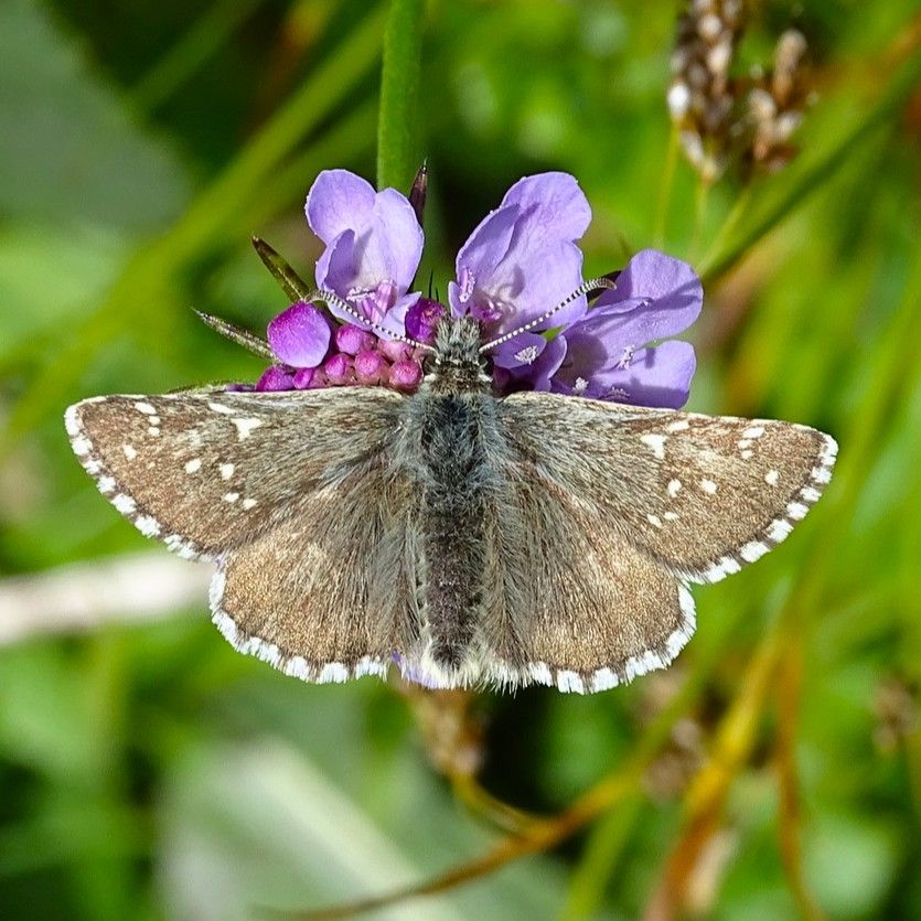 Alpen-Würfel Dickkopffalter - Pyrgus cacaliae