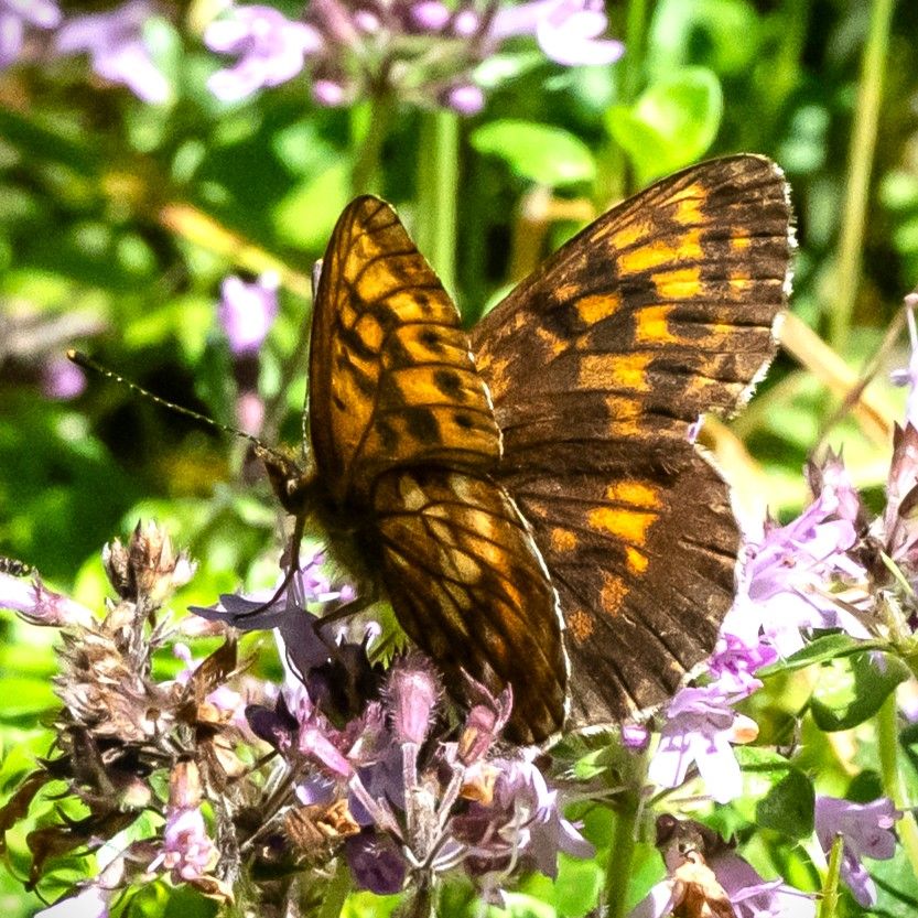 Bergwald-Perlmuttfalter - Boloria thore