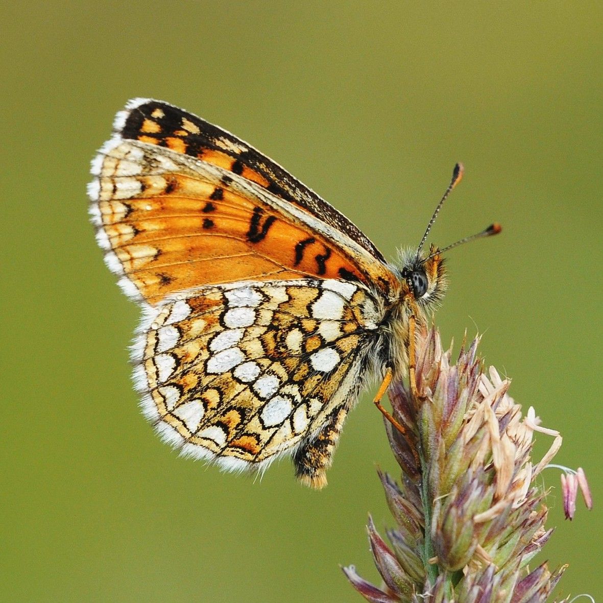 Ehrenpreis-Scheckenfalter - Melitaea aurelia