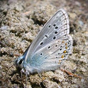 Eros-Bläuling - Polyommatus eros