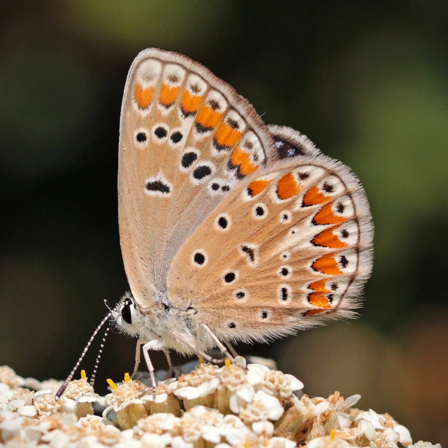 Esparsetten-Bläuling - Polyommatus thersites