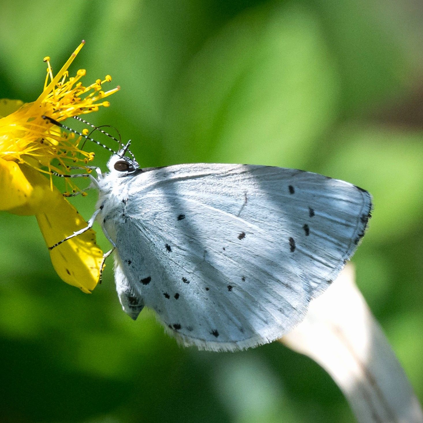 Faulbaum-Bläuling - Celastrina argiolus