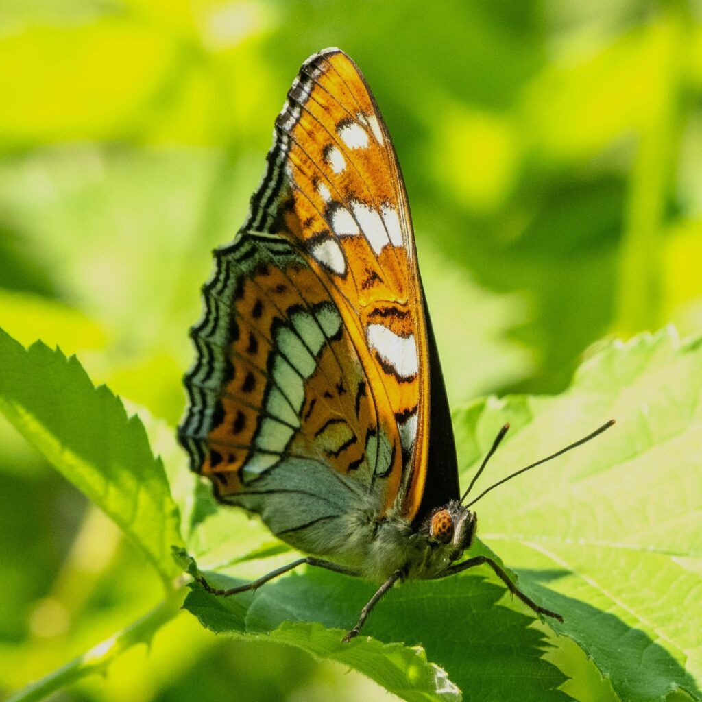 Großer Eisvogel - Limenitis populi
