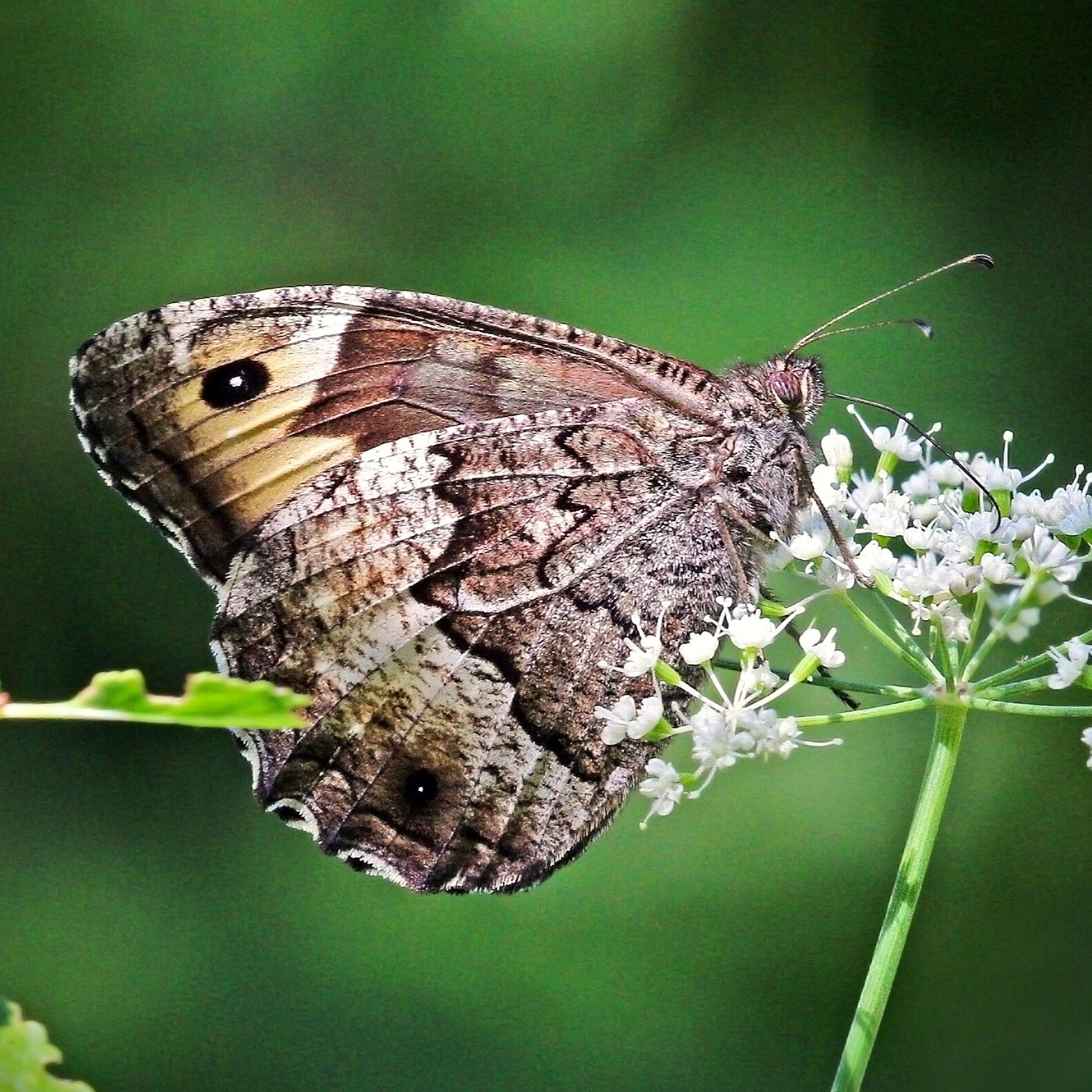 Großer Waldportier - Hipparchia fagi