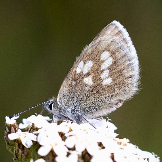 Heller Alpenbläuling - Albulina orbitulus