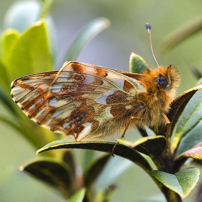 Hochalpen-Perlmuttfalter - Boloria pales