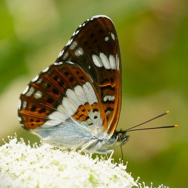 Kleiner Eisvogel - Limenitis camilla