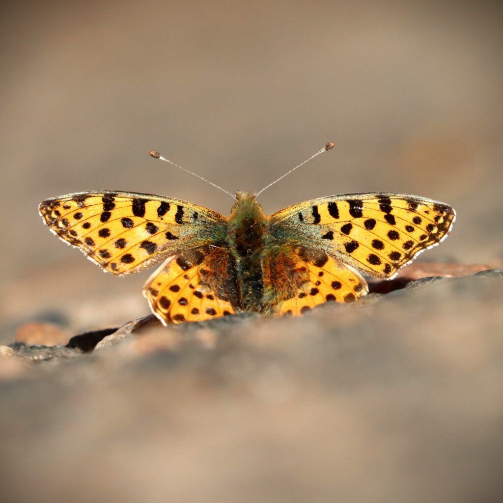 Kleiner Perlmuttfalter - Issoria lathonia