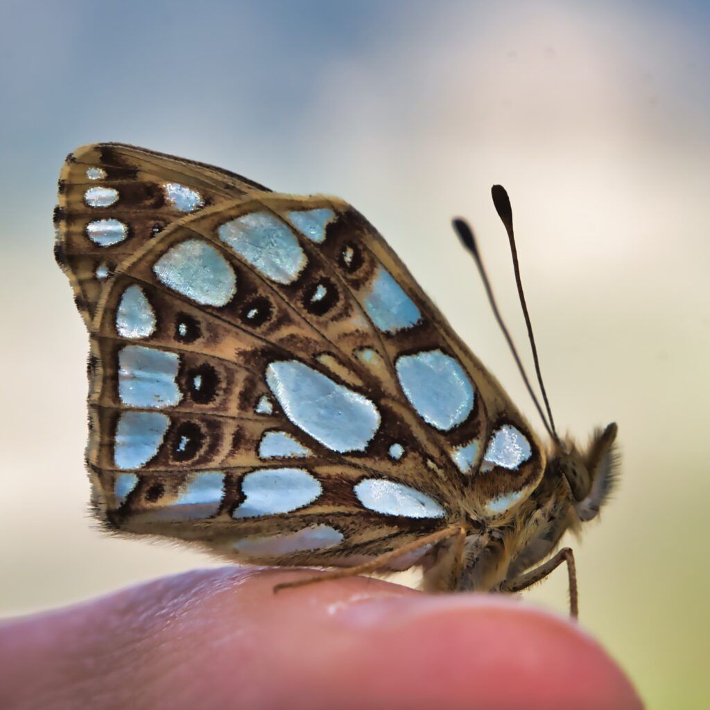 Kleiner Perlmuttfalter - Issoria lathonia
