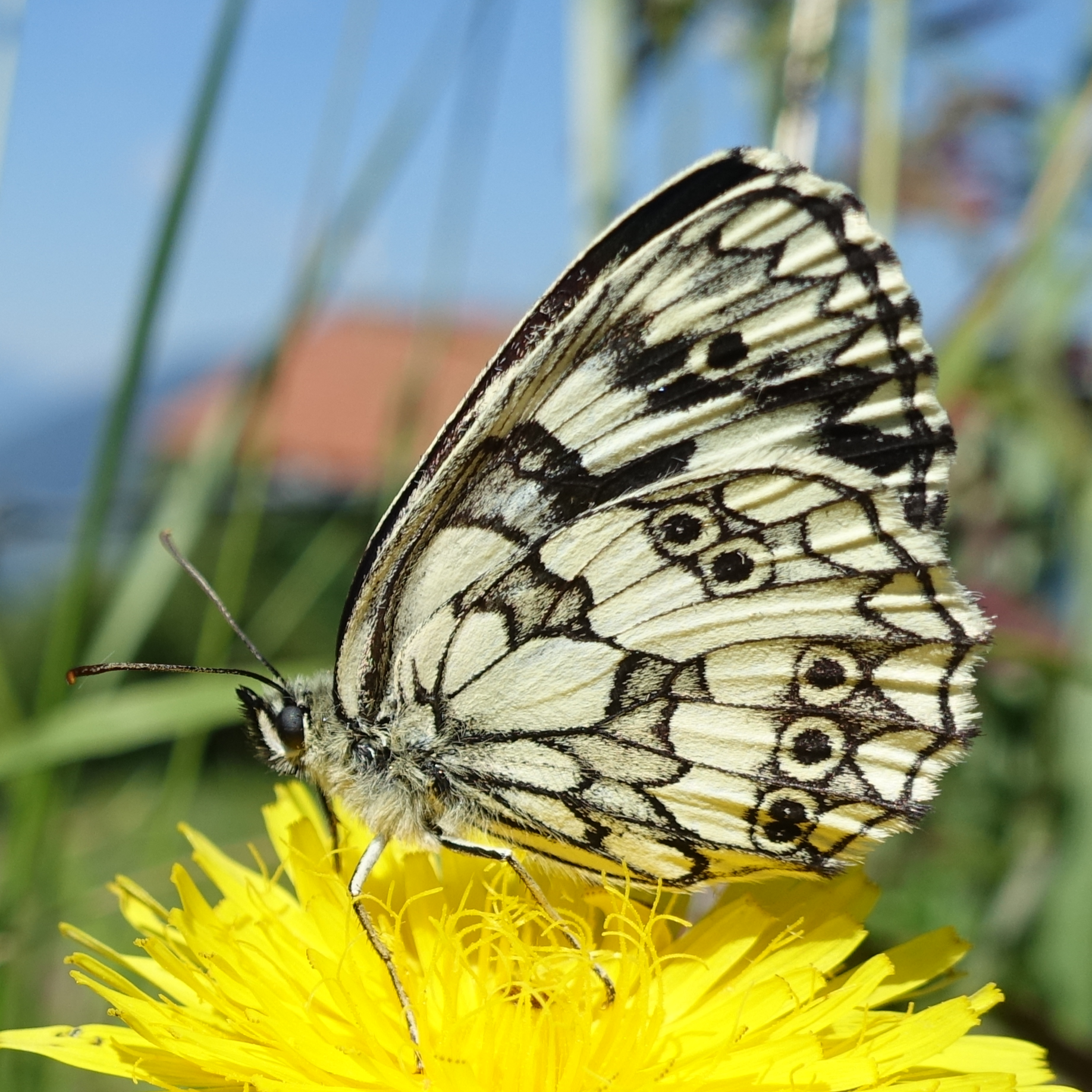 Schachbrett - Melanargia galathea