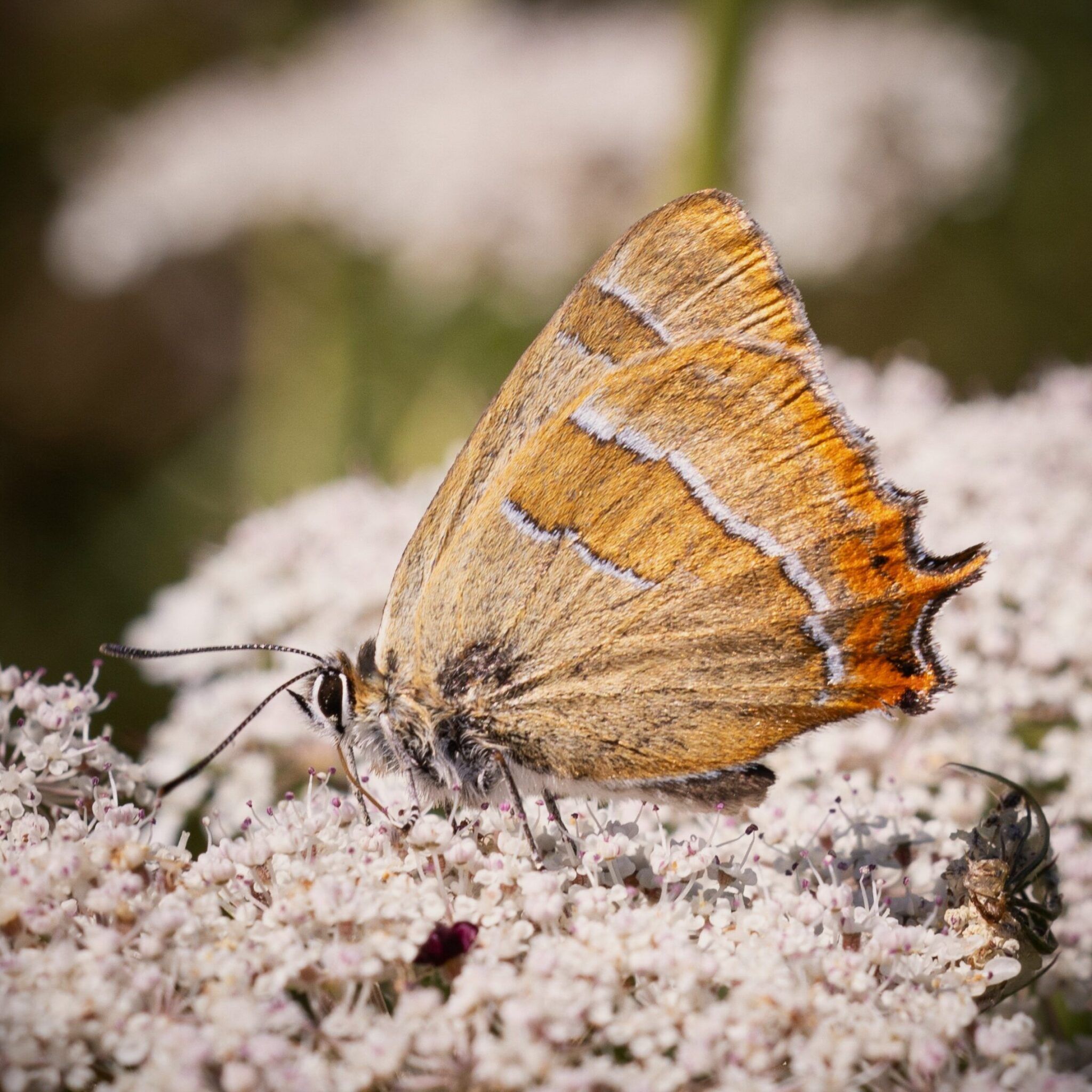 Nierenfleck-Zipfelfalter - Thecla betulae