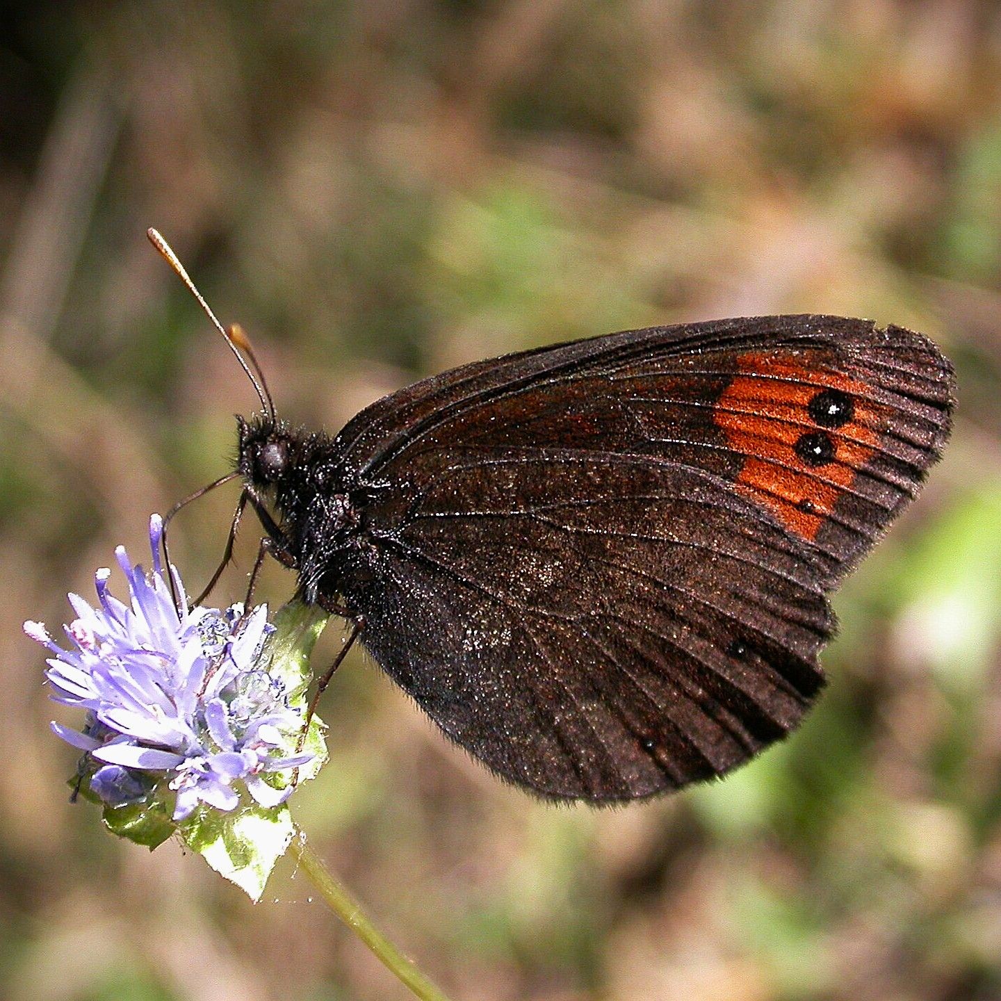 Randaugen-Mohrenfalter - Erebia meolans