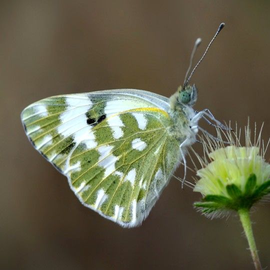 Resedafalter - Pontia edusa