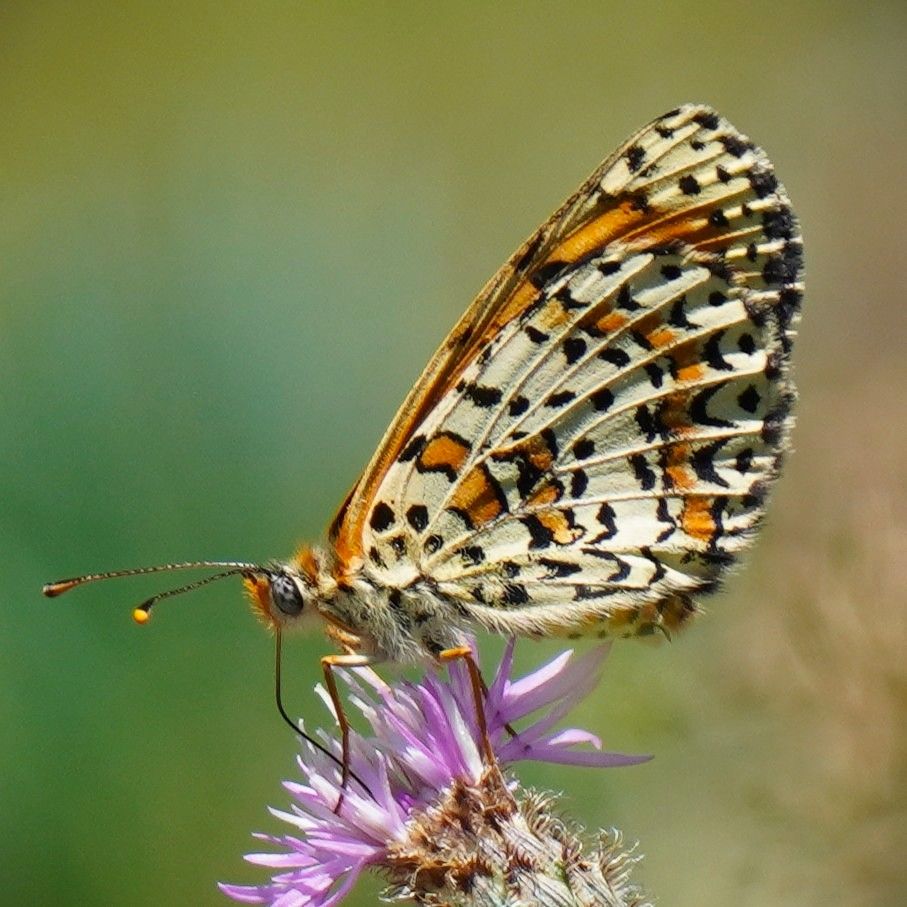 Roter Scheckenfalter - Melitaea didyma