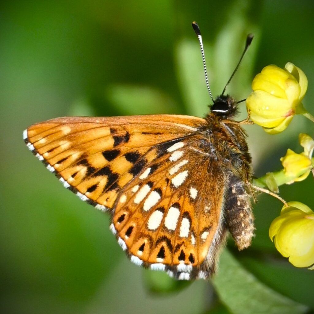 Schlüsselblumen-Würfelfalter - Hamearis lucina