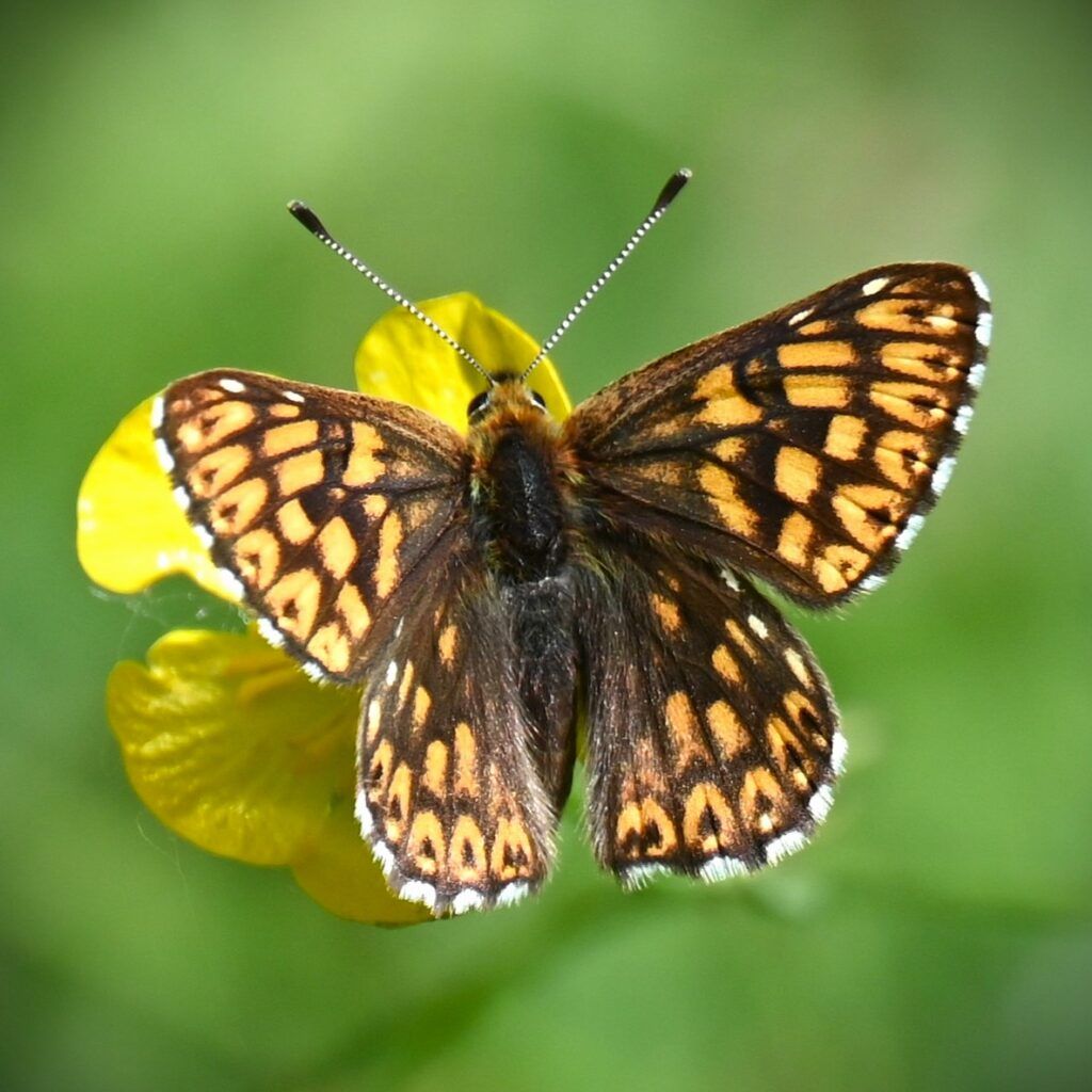 Schlüsselblumen-Würfelfalter - Hamearis lucina