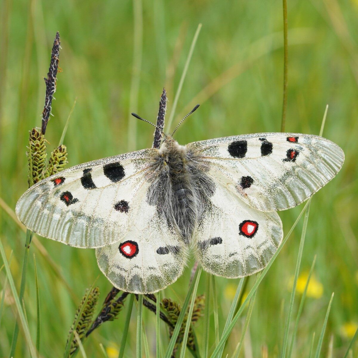 Alpenapollo - Parnassius phoebus