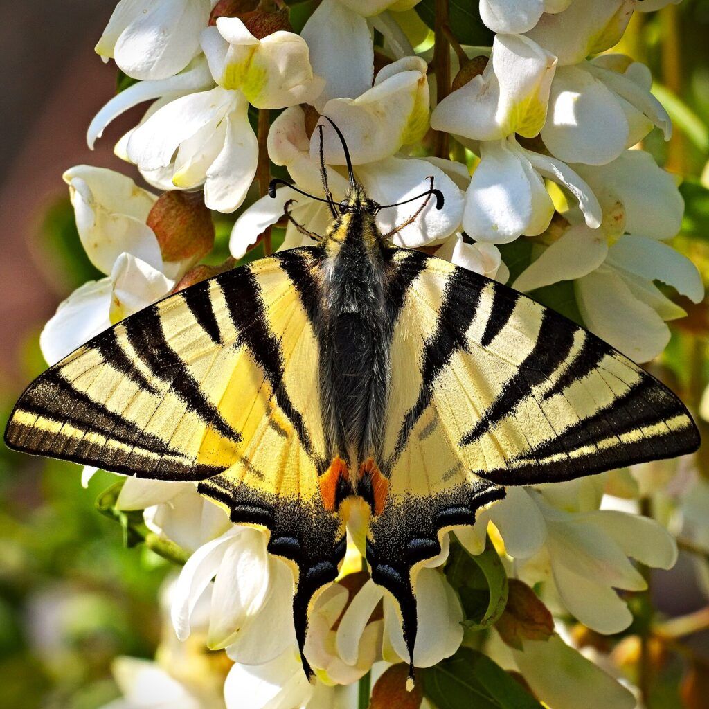 Segelfalter - Iphiclides podaliriu