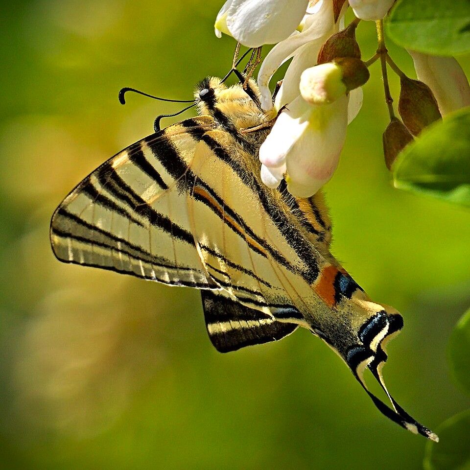 Segelfalter - Iphiclides podaliriu