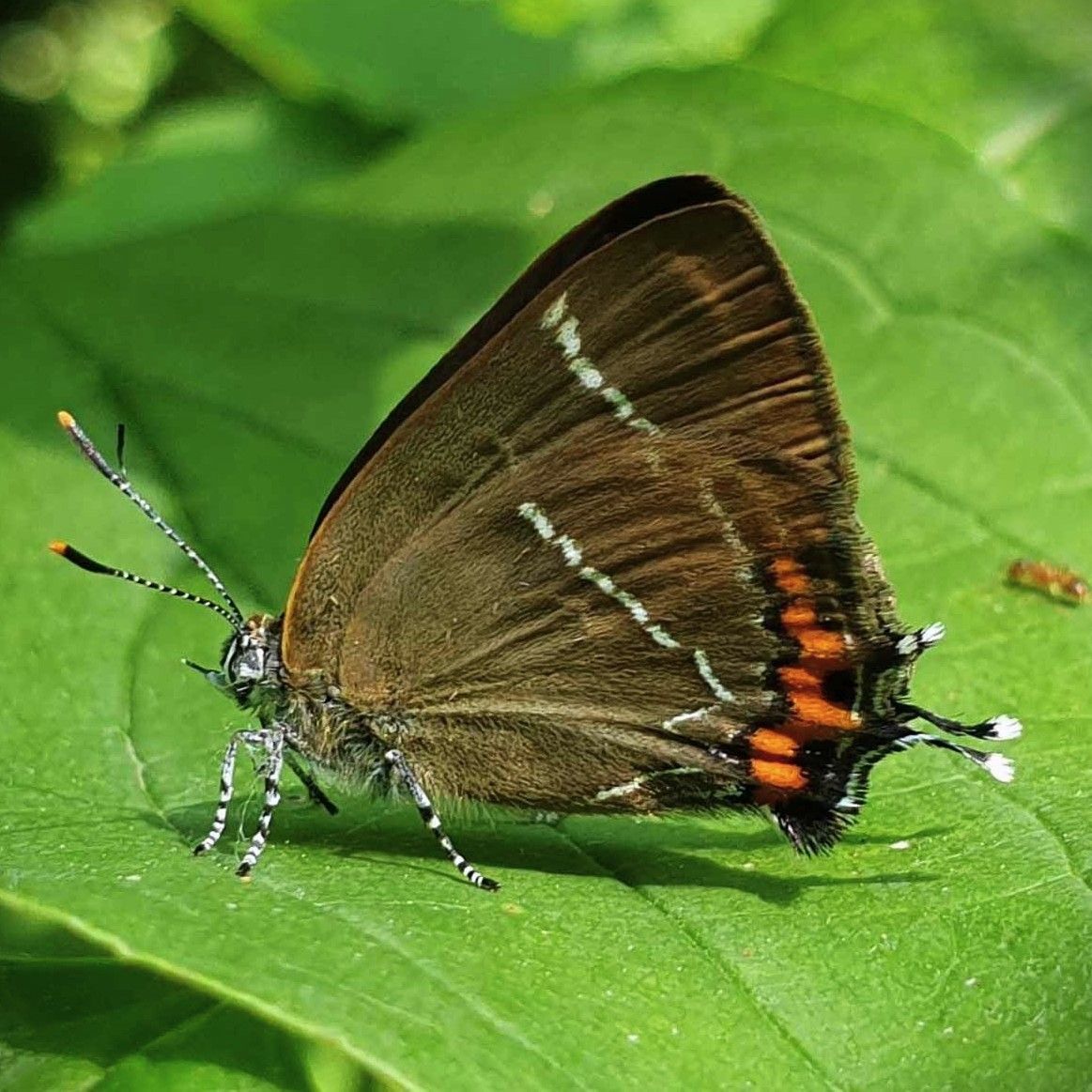 Ulmen-Zipfelfalter - Satyrium w-album