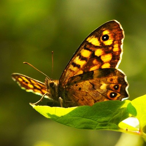 Waldbrettspiel - Pararge aegeria