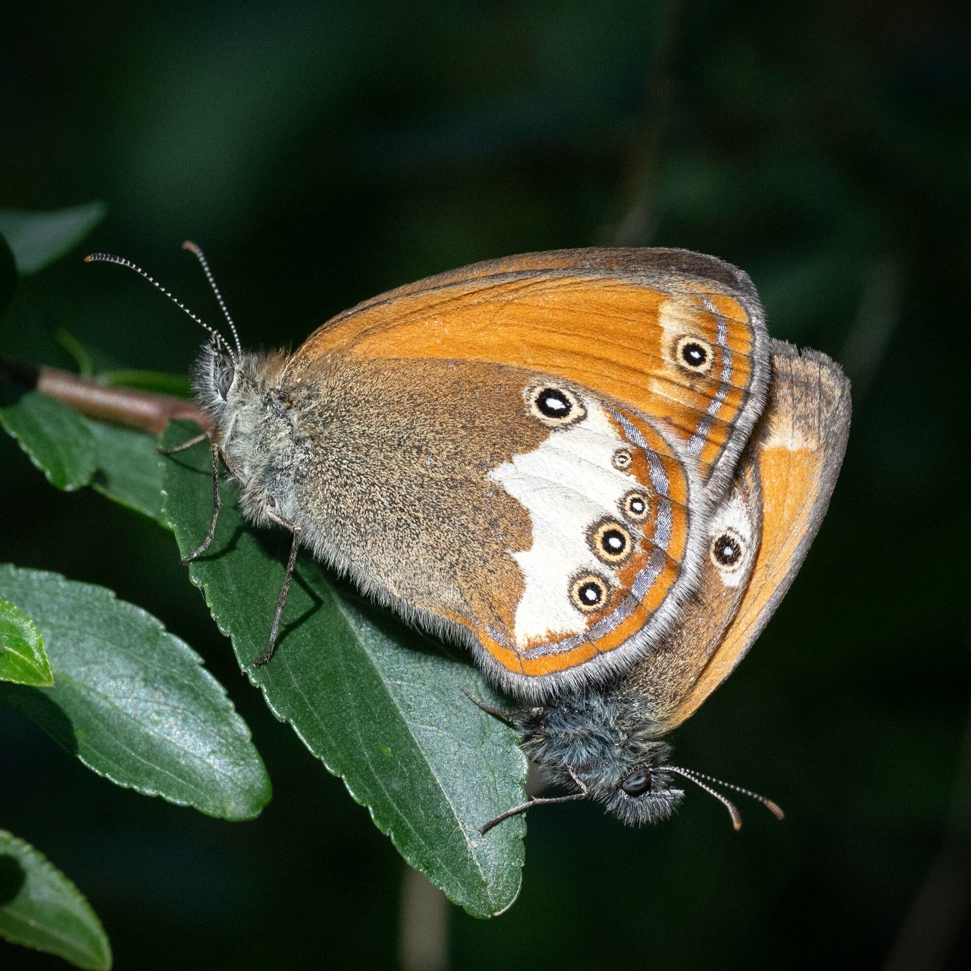 Weißbindiges Wiesenvögelchen - Coenonympha arcania