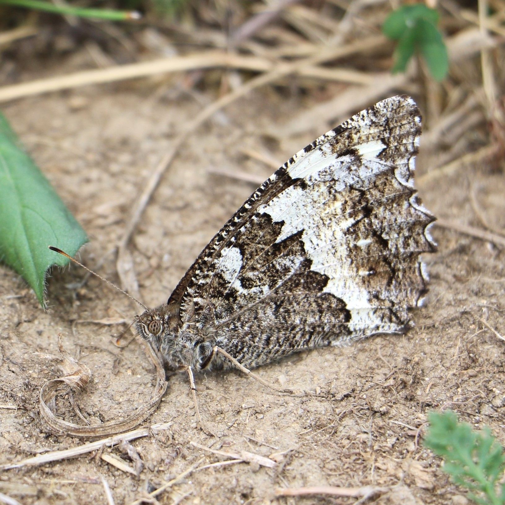 Weißer Waldportier - Brintesia circe