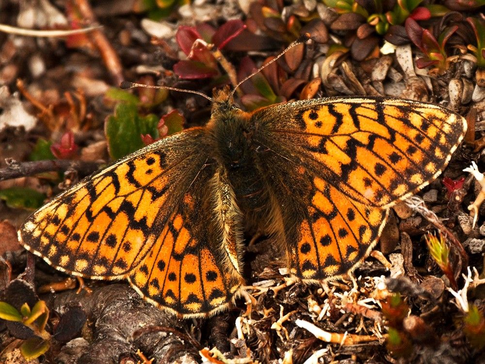 Ähnlicher Perlmuttfalter - Boloria napaea