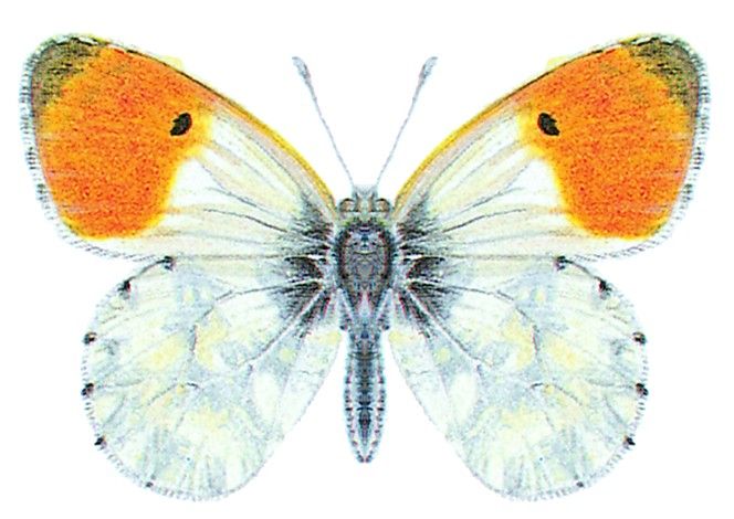 Aurorafalter - Anthocharis cardamines