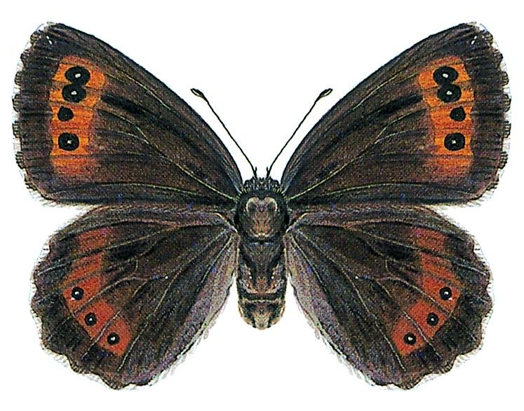 Weissbindiger Mohrenfalter - Erebia ligea