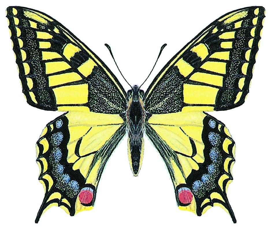 Schwalbenschwanz - Papilio machaon