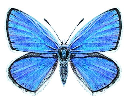 Hauhechel-Bläuling - Polyommatus icarus