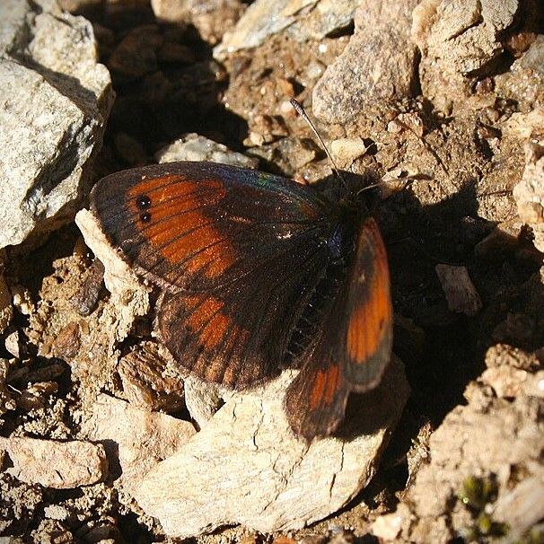 Schillernder Mohrenfalter - Erebia cassioides