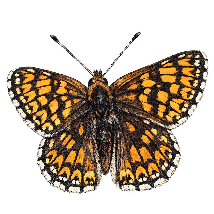 Schlüsselblumen-Würfelfalter - Hamearis lucina