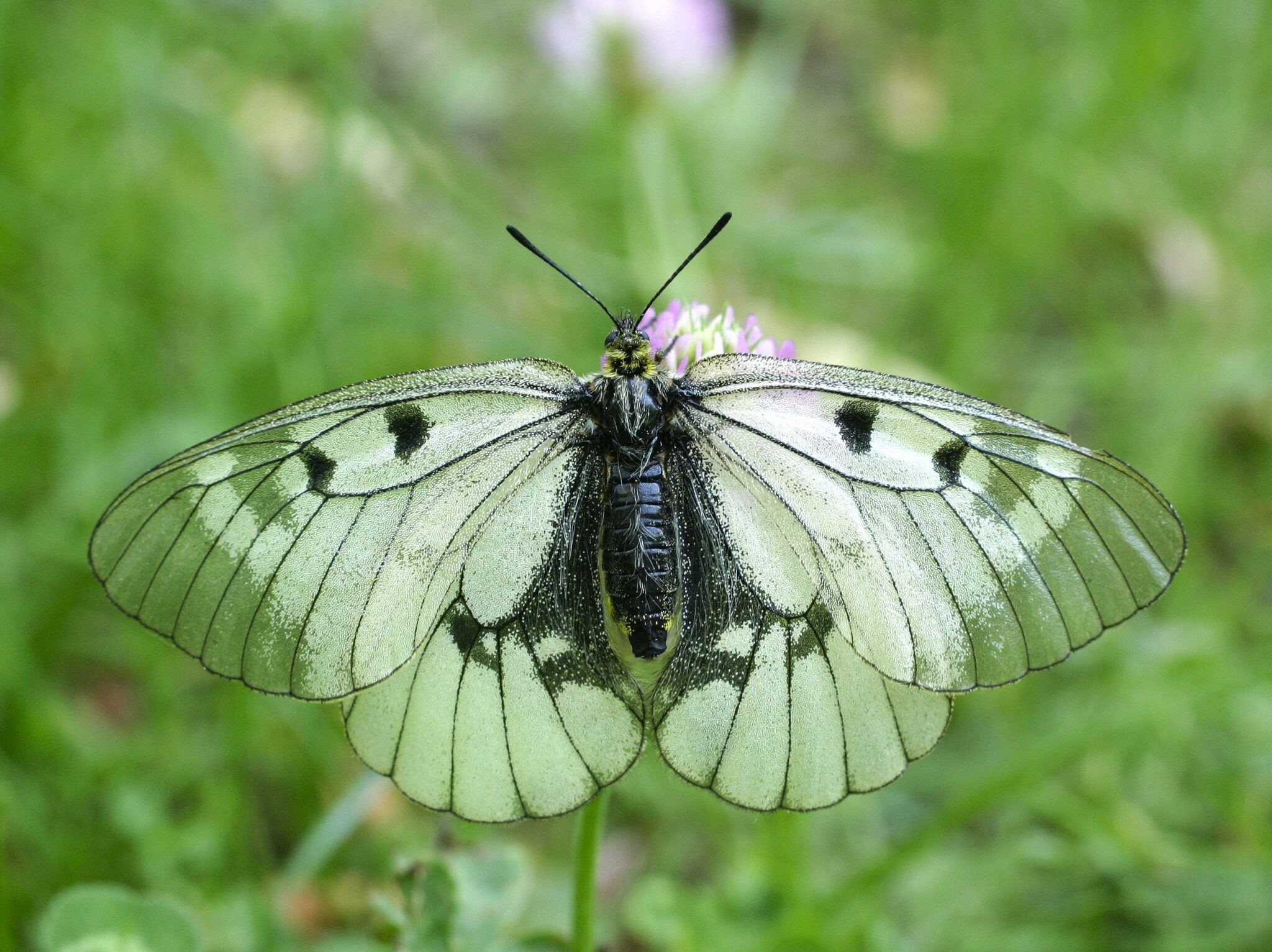 Schwarzer Apollo - Parnassius mnemosyne